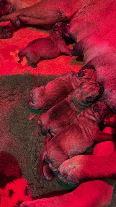 CUCCIOLI 2026 DISPONIBILI