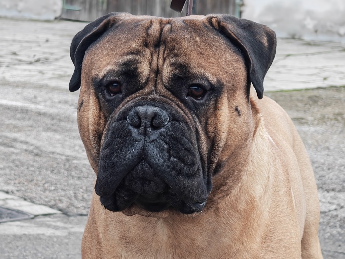 CUCCIOLI 2026 DISPONIBILI