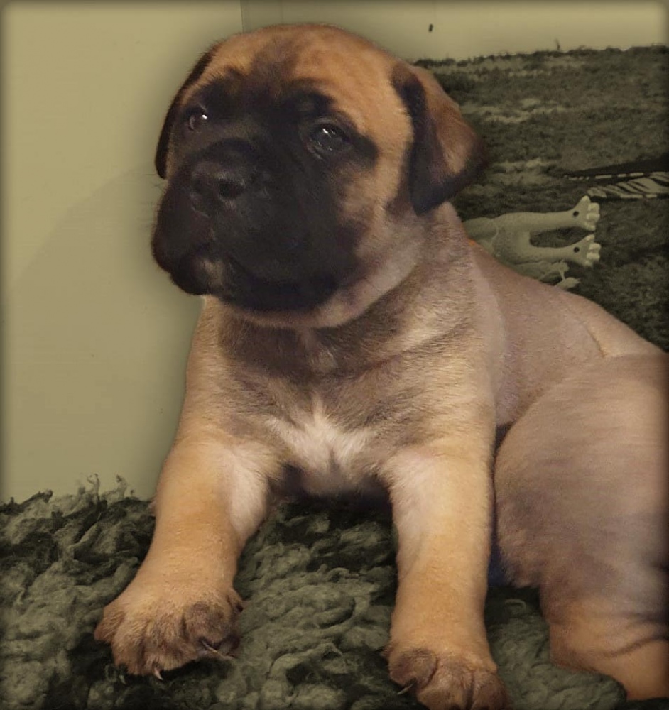 CUCCIOLATA AGOSTO 2021 - 4 settimane